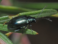 Altica impressicollis
