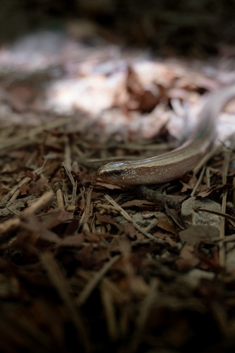 Greek Slowworm, Λιτόχωρο, Ελλάδα, photo 9 of 10