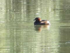 Tachybaptus ruficollis