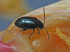 Altica oleracea