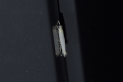 Stegommata sulfuratella