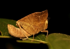 Phyllochoreia ramakrishnai