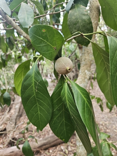 Atractocarpus sessilis