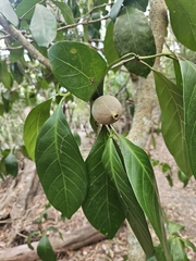 Atractocarpus sessilis