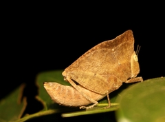Phyllochoreia ramakrishnai
