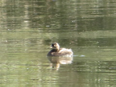 Tachybaptus ruficollis