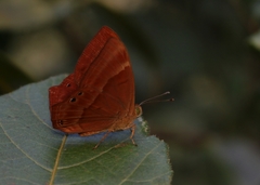 Abisara