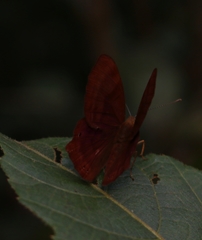 Abisara
