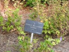 Geranium wallichianum