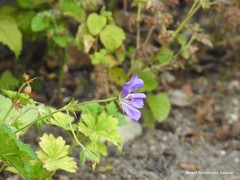 Geranium wallichianum