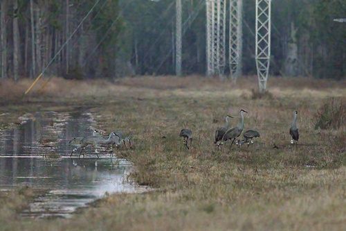 Mississippi Sandhill Crane photographed in Mississippi