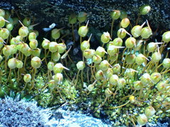 Conostomum pentastichum