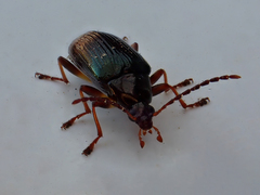 Tanychilus metallicus