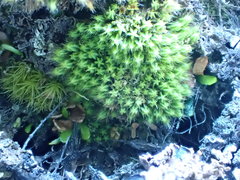 Conostomum pentastichum