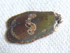 Cnesteboda celligera