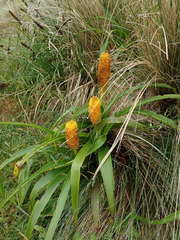 Bulbinella rossii