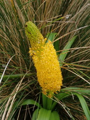 Bulbinella rossii