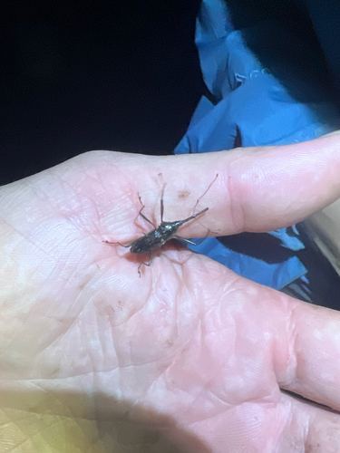 Nesotocus kauaiensis observed 2025-11-18