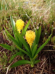 Bulbinella rossii