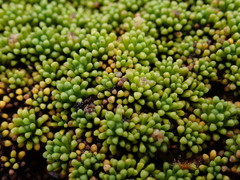 Phyllachne clavigera