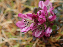 Gentianella antarctica