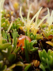 Coprosma perpusilla subantarctica