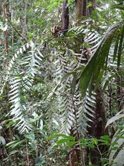 Zamia pseudoparasitica