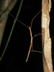 Sipyloidea larryi