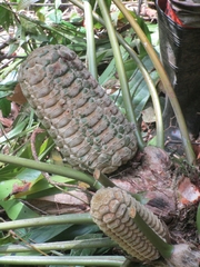 Zamia pseudoparasitica