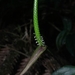 Anthurium longegeniculatum Engl. 2
