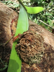 Zamia pseudoparasitica