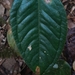 Anthurium longegeniculatum Engl. 3