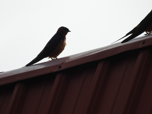Rufous-bellied Swallow (Cecropis badia), photo 6