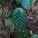 Anthurium longegeniculatum Engl. 4