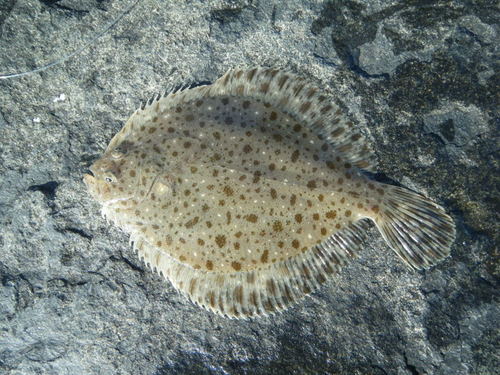 Windowpane Flounder