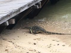 Varanus salvator bivittatus