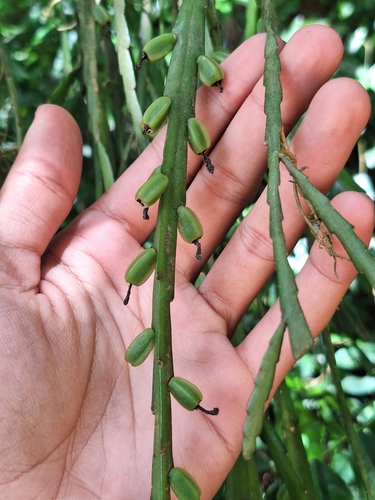 Lepismium warmingianum