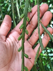 Lepismium warmingianum