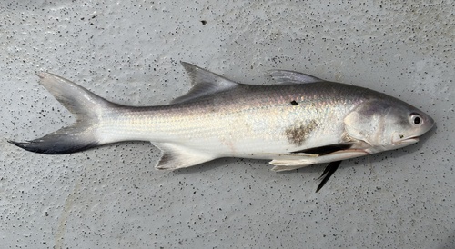 Indian threadfin (Leptomelanosoma indicum) — Polynemidae