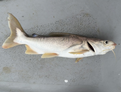 Broadbent's sea catfish (Plicofollis argyropleuron) — Ariidae — 4