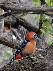 Dendrocopos hyperythrus