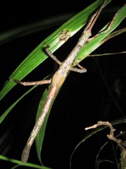Cigarrophasma tessellatum