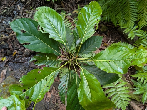 Elaeocarpus multiflorus iNat (3)