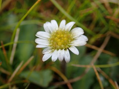 Brachyscome radicata