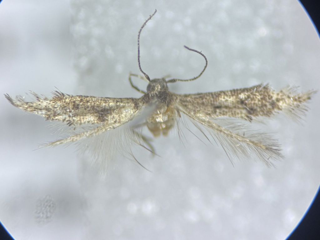 Stilbosis victor