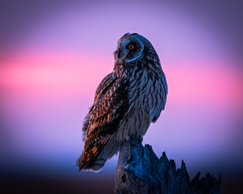 Short-eared Owl photographed in Iowa