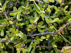 Coprosma cuneata