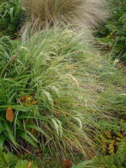 Poa foliosa