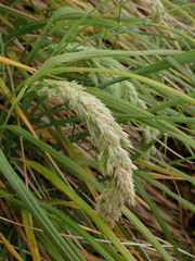Poa foliosa
