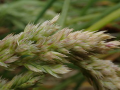 Poa foliosa